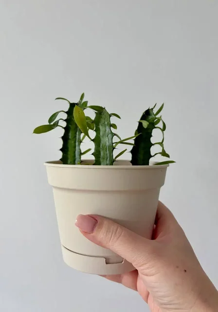 Продажа комнатных растений в пластиковых горшках - Спортивное снаряжение в Уфа