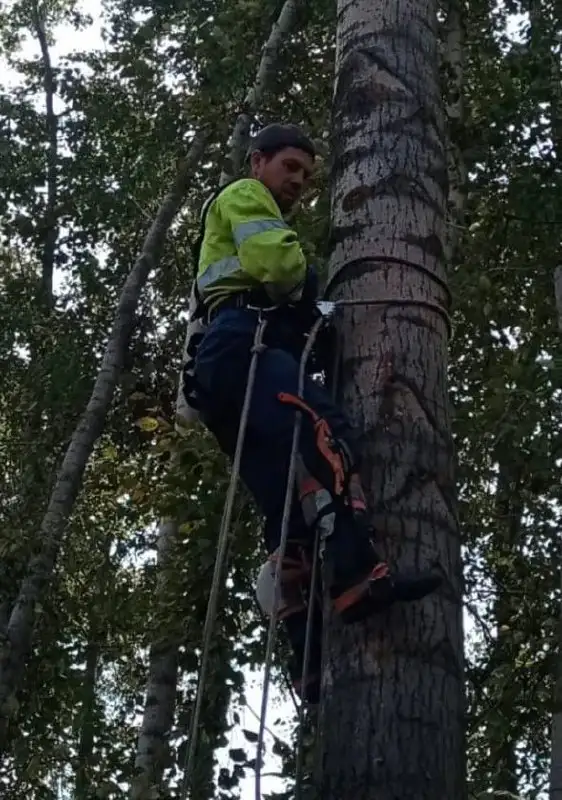 Удаление и кронирование деревьев в Уфе - Благоустройство территории (Услуги) в Уфа