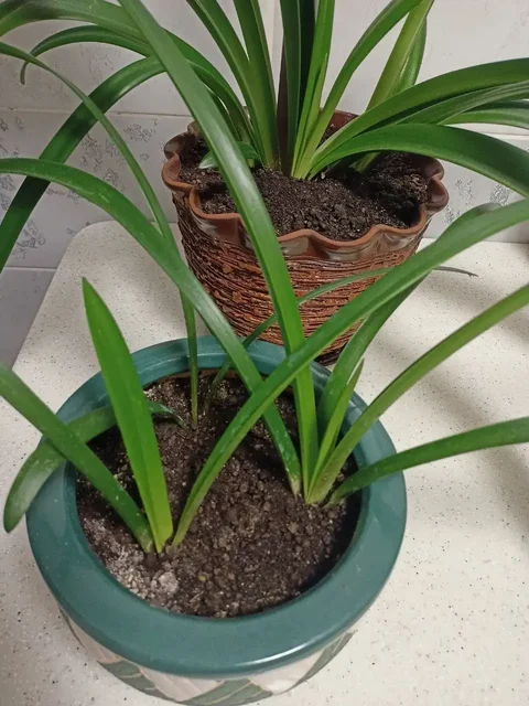 Продажа деток амариллиса - Сертификаты в Уфа