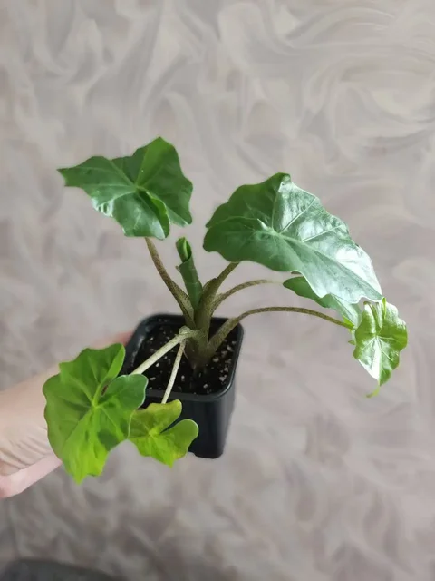 Алоказия Лоу Райдер 2 шт - Сертификаты в Уфа