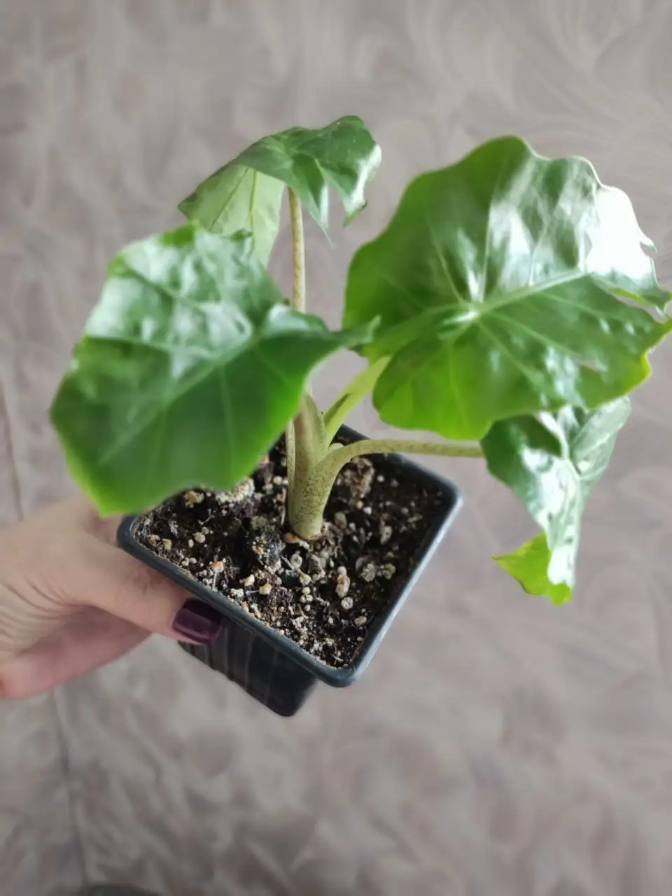 Алоказия Лоу Райдер 2 шт - Растения (Хобби и отдых) в Уфа