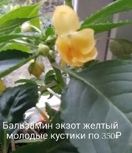 Продажа домашних цветов в Нагаево - Сертификаты в Уфа