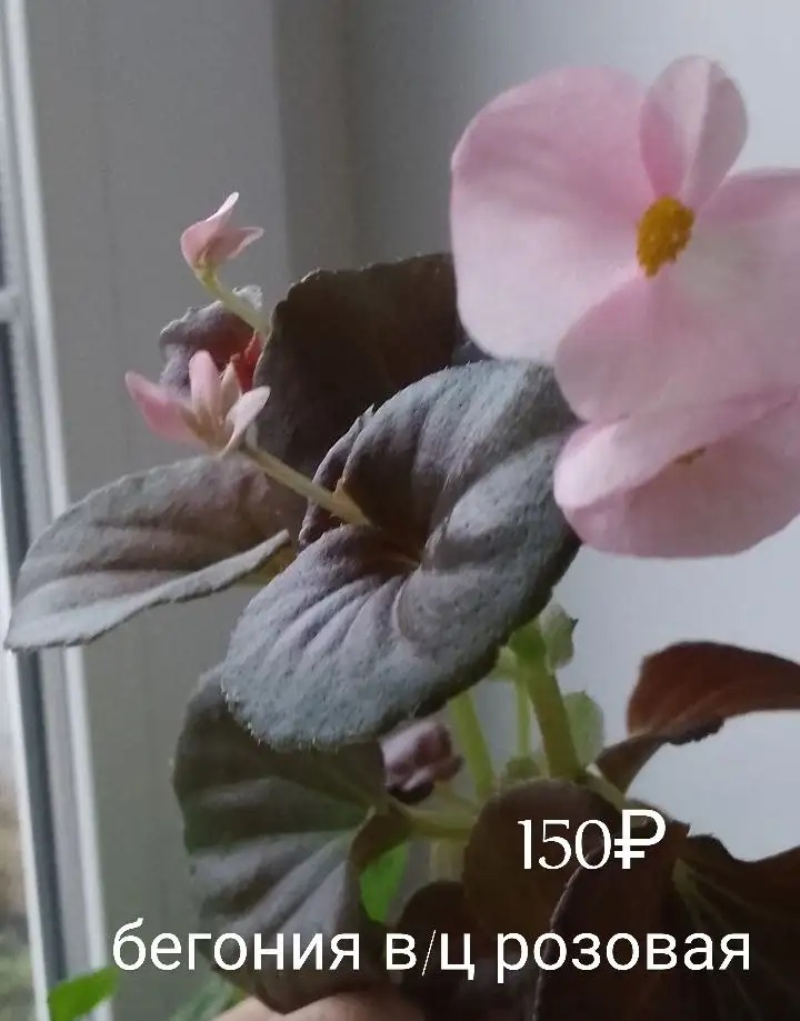 Продажа домашних цветов в Нагаево - Растения (Хобби и отдых) в Уфа