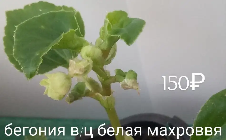 Продажа домашних цветов в Нагаево - Растения (Хобби и отдых) в Уфа