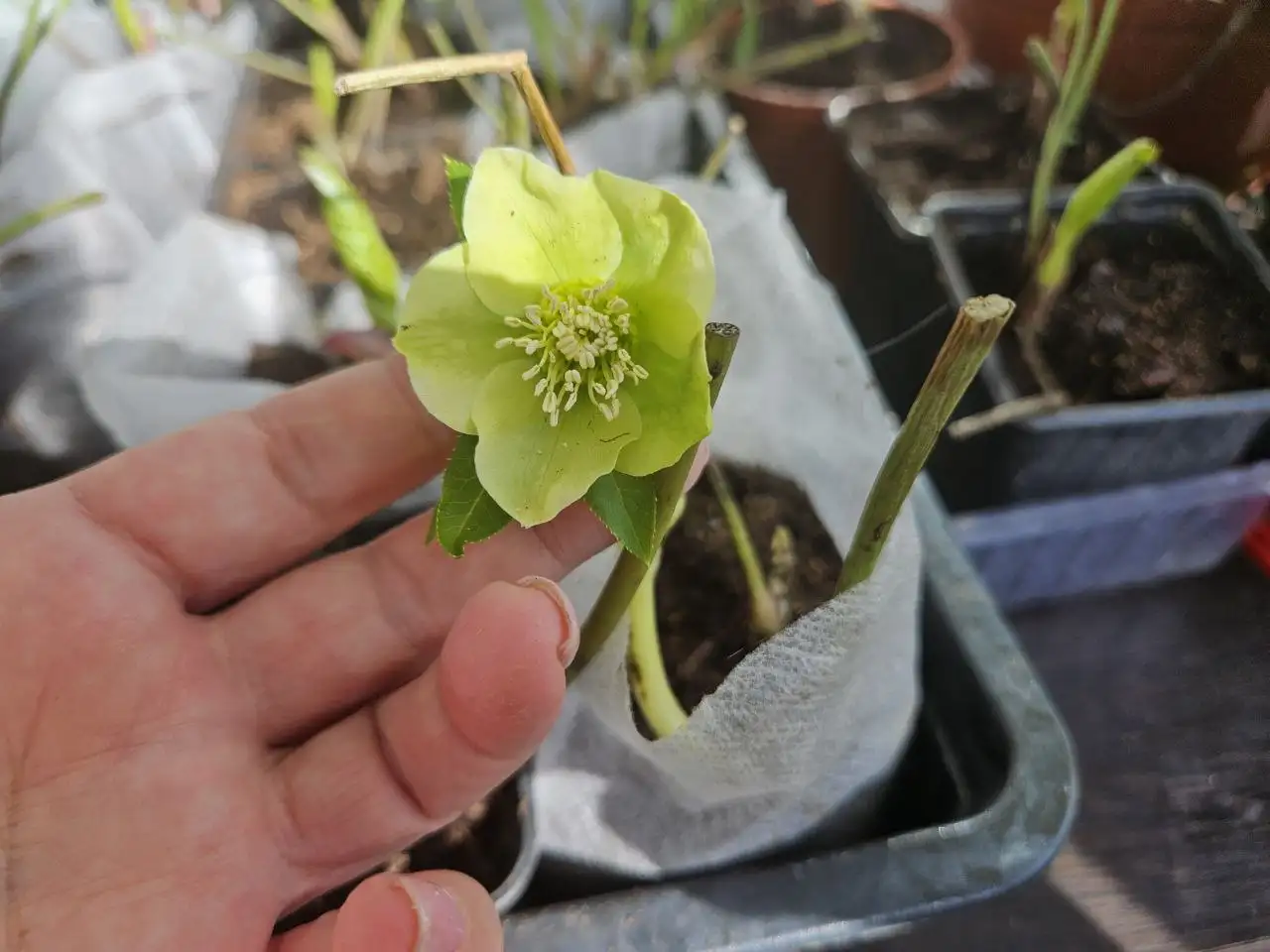 Морозник Кавказский на революционной - Растения (Хобби и отдых) в Уфа