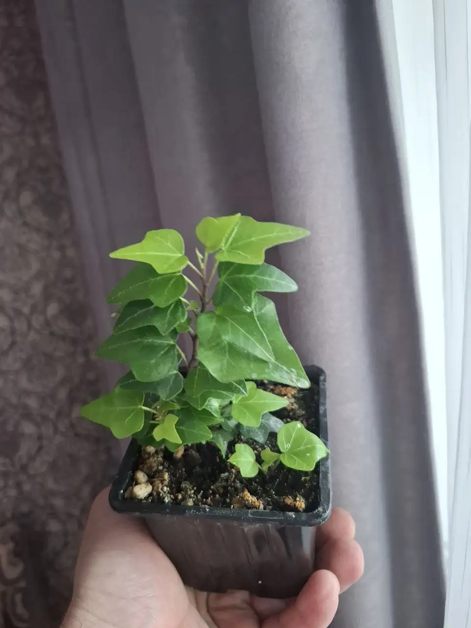 Плющики в Ярком - Растения в Уфа