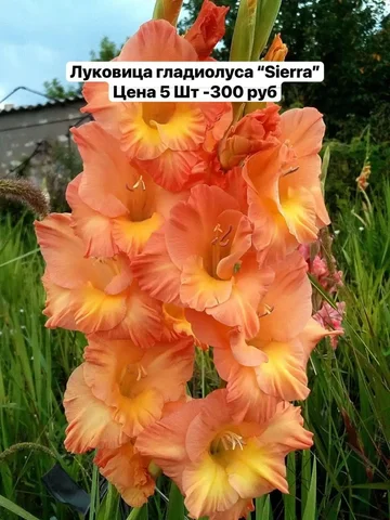 Растения с доставкой в Уфе - Сертификаты в Уфа