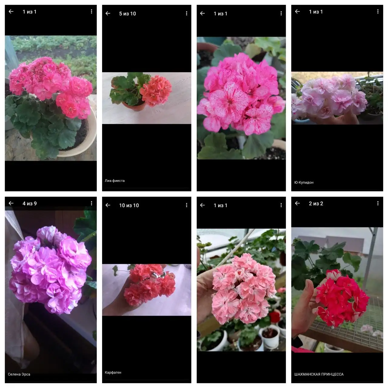 Укоренённые черенки растений - Растения (Хобби и отдых) в Уфа