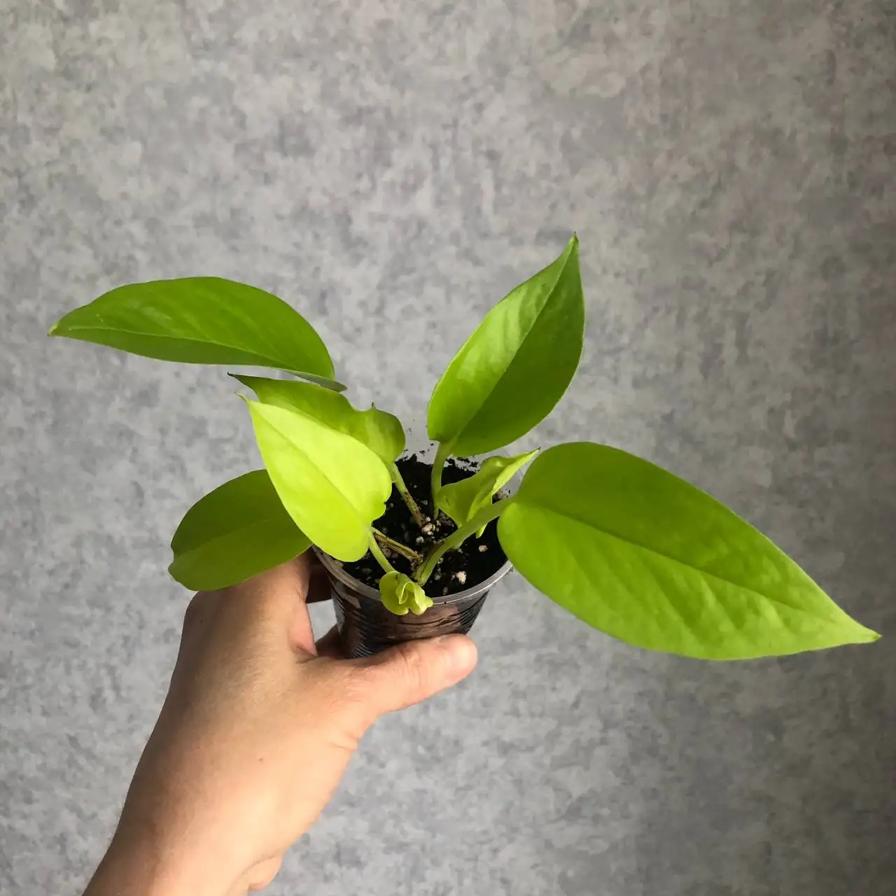 Растения для дома: Эпипремнум и Сциндапсус - Растения (Хобби и отдых) в Уфа