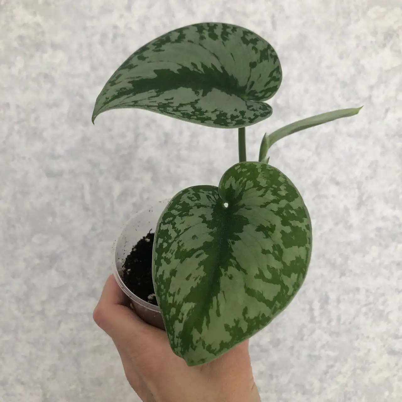 Растения для дома: Эпипремнум и Сциндапсус - Растения (Хобби и отдых) в Уфа