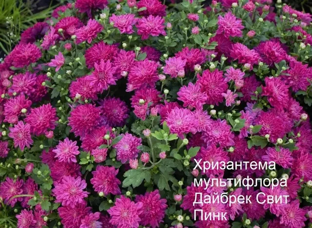 Саженцы хризантемы в Инорсе - Туризм и отдых на природе в Уфа