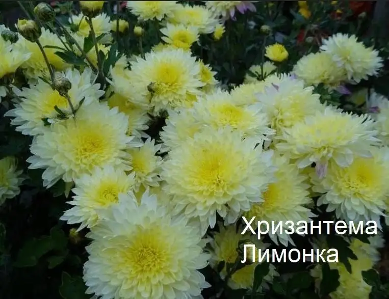 Саженцы хризантемы в Инорсе - Растения (Хобби и отдых) в Уфа