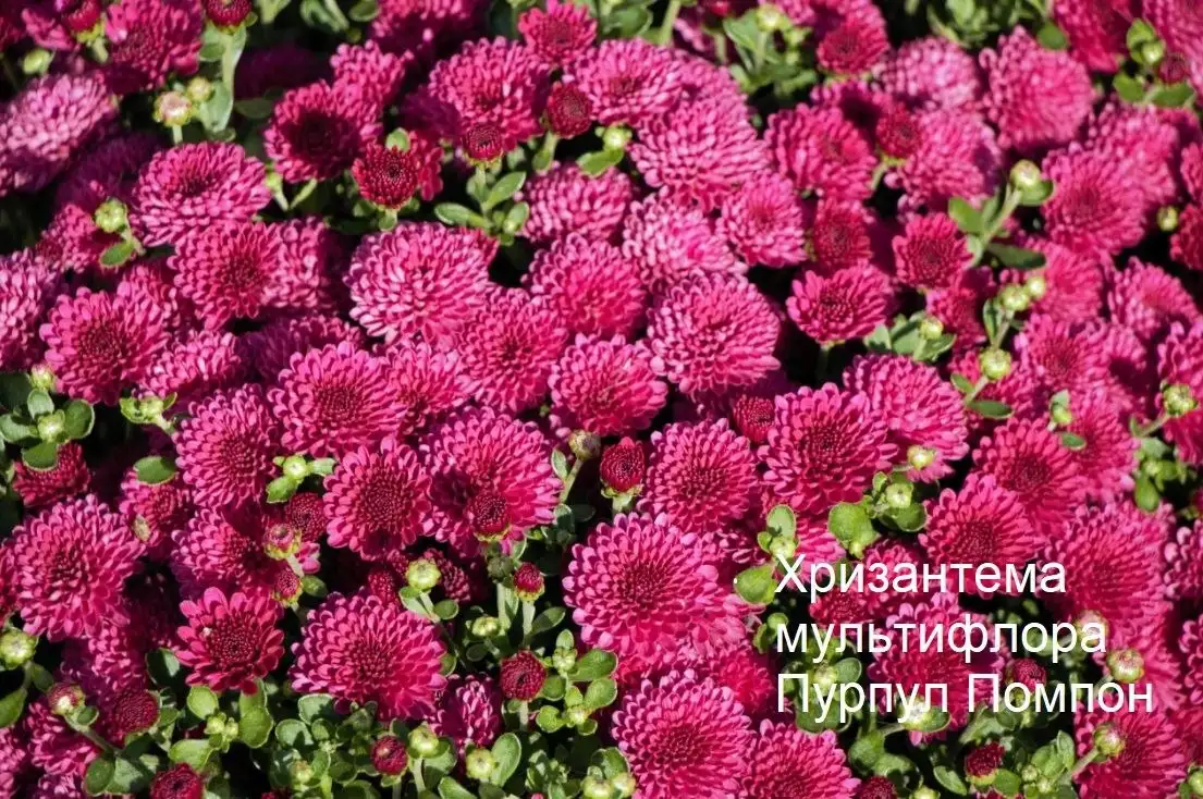 Саженцы хризантемы в Инорсе - Растения (Хобби и отдых) в Уфа