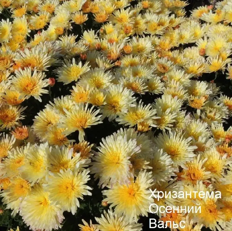 Саженцы хризантемы в Инорсе - Растения (Хобби и отдых) в Уфа