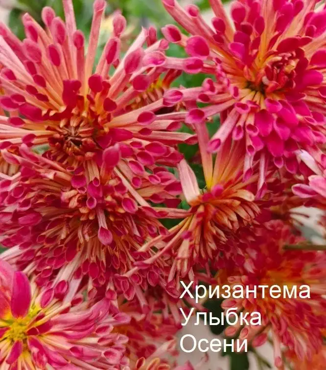 Саженцы хризантемы в Инорсе - Растения (Хобби и отдых) в Уфа