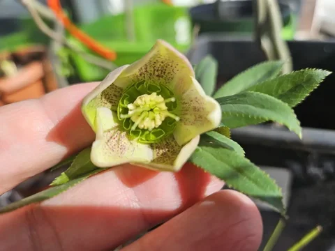 Морозник для дачи - Для дома и дачи в Уфа