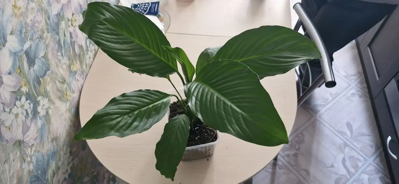 Спатифиллум на Бакалинской - Растения (Хобби и отдых) в Уфа