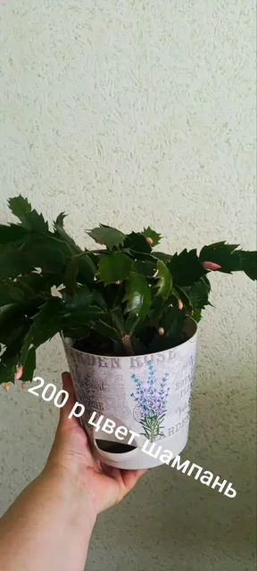 Растения для дачи в Уфе - Туризм и отдых на природе в Уфа