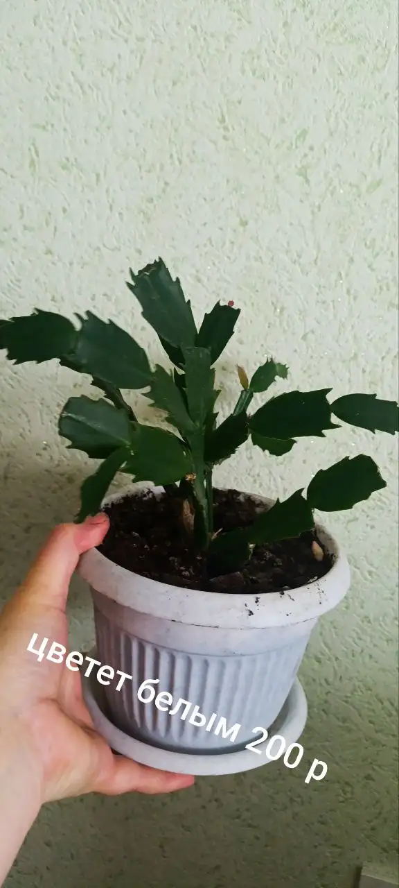 Растения для дачи в Уфе - Растения (Хобби и отдых) в Уфа