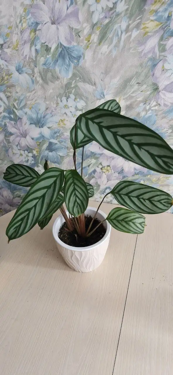 Ктенанта 250 без горшка - Растения (Хобби и отдых) в Уфа