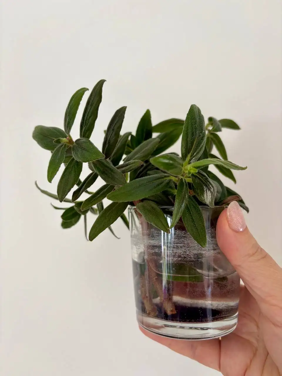 Колумнея, черенки для самостоятельного укоренения - Растения (Хобби и отдых) в Уфа