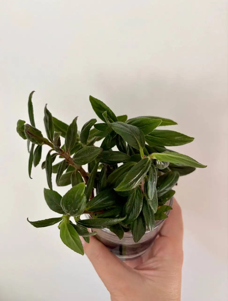 Колумнея, черенки для самостоятельного укоренения - Растения (Хобби и отдых) в Уфа