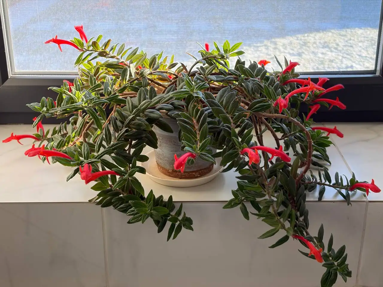 Колумнея, черенки для самостоятельного укоренения - Растения (Хобби и отдых) в Уфа