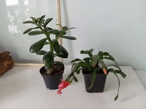 Денежное дерево и декабрист - Туризм и отдых на природе в Уфа