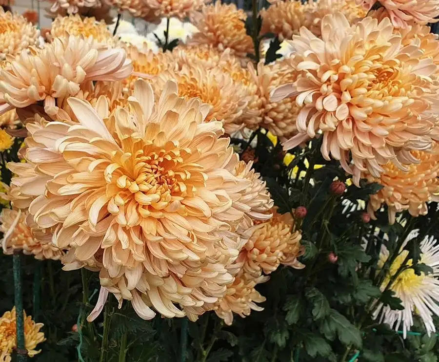 Черенки растений - Растения (Хобби и отдых) в Уфа