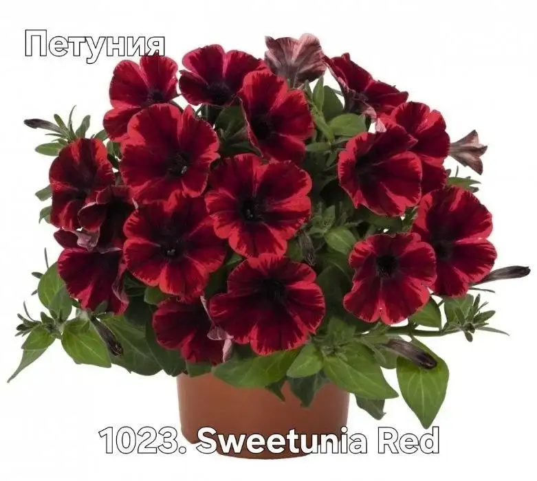 Черенки растений - Растения (Хобби и отдых) в Уфа