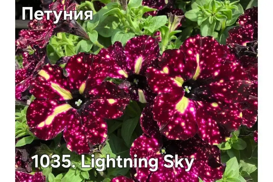 Черенки растений - Растения (Хобби и отдых) в Уфа