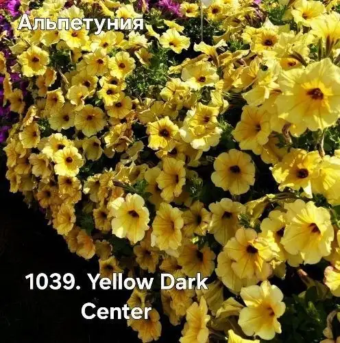 Черенки растений - Растения (Хобби и отдых) в Уфа