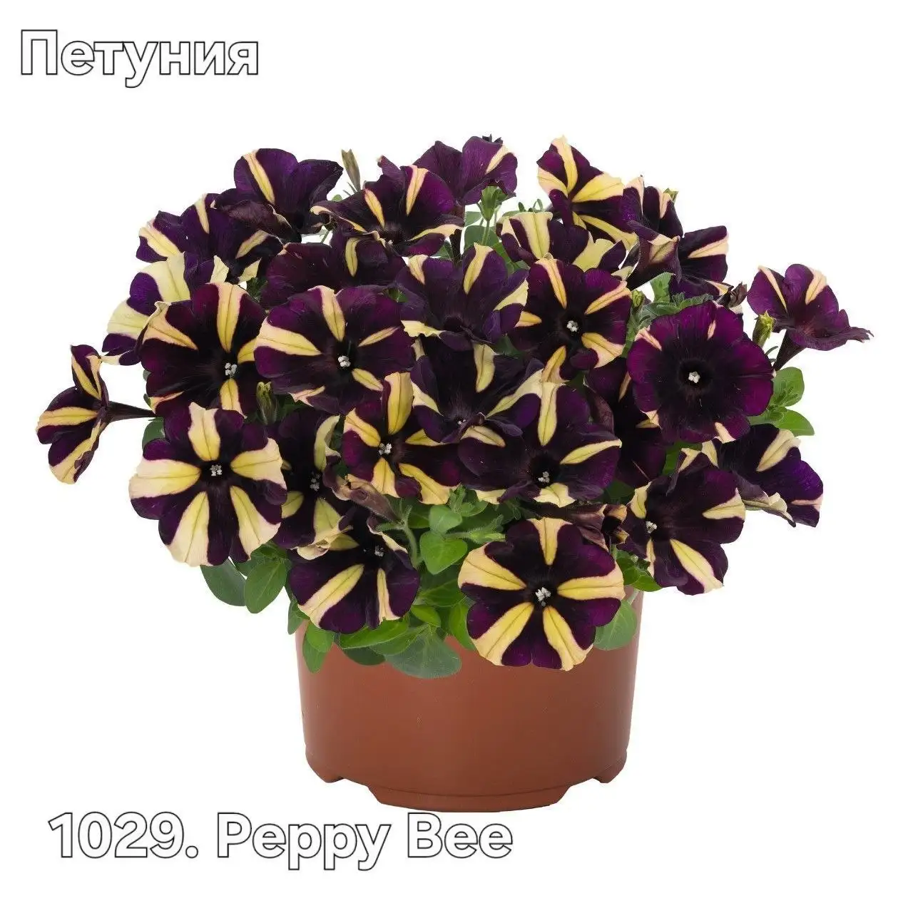 Черенки растений - Растения (Хобби и отдых) в Уфа