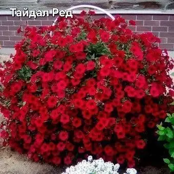 Черенки растений - Растения (Хобби и отдых) в Уфа