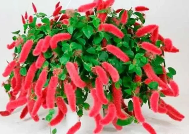 Продажа черенков растений - Туризм и отдых на природе в Уфа