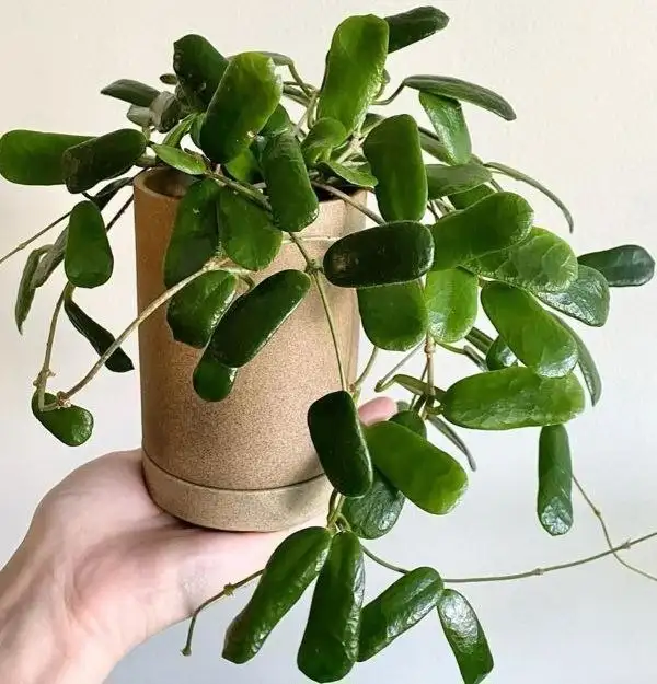 Продажа черенков растений - Растения (Хобби и отдых) в Уфа