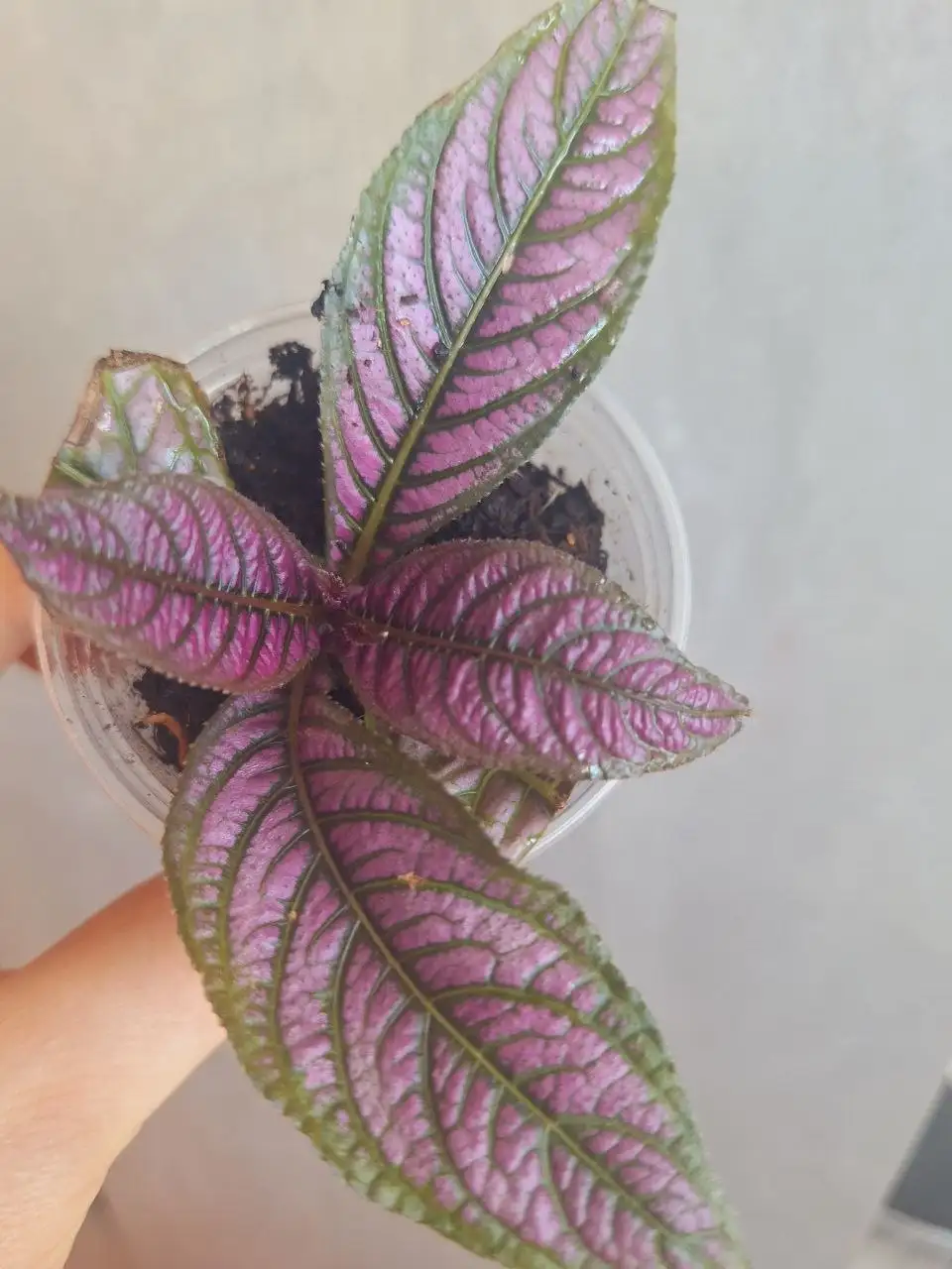 Продажа черенков растений - Растения (Хобби и отдых) в Уфа