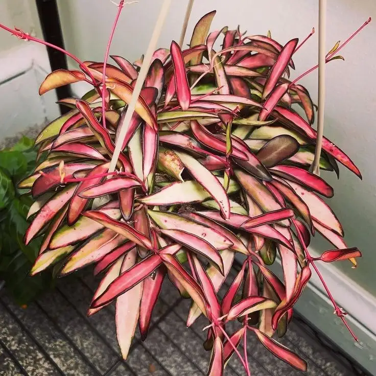 Продажа черенков растений - Растения (Хобби и отдых) в Уфа