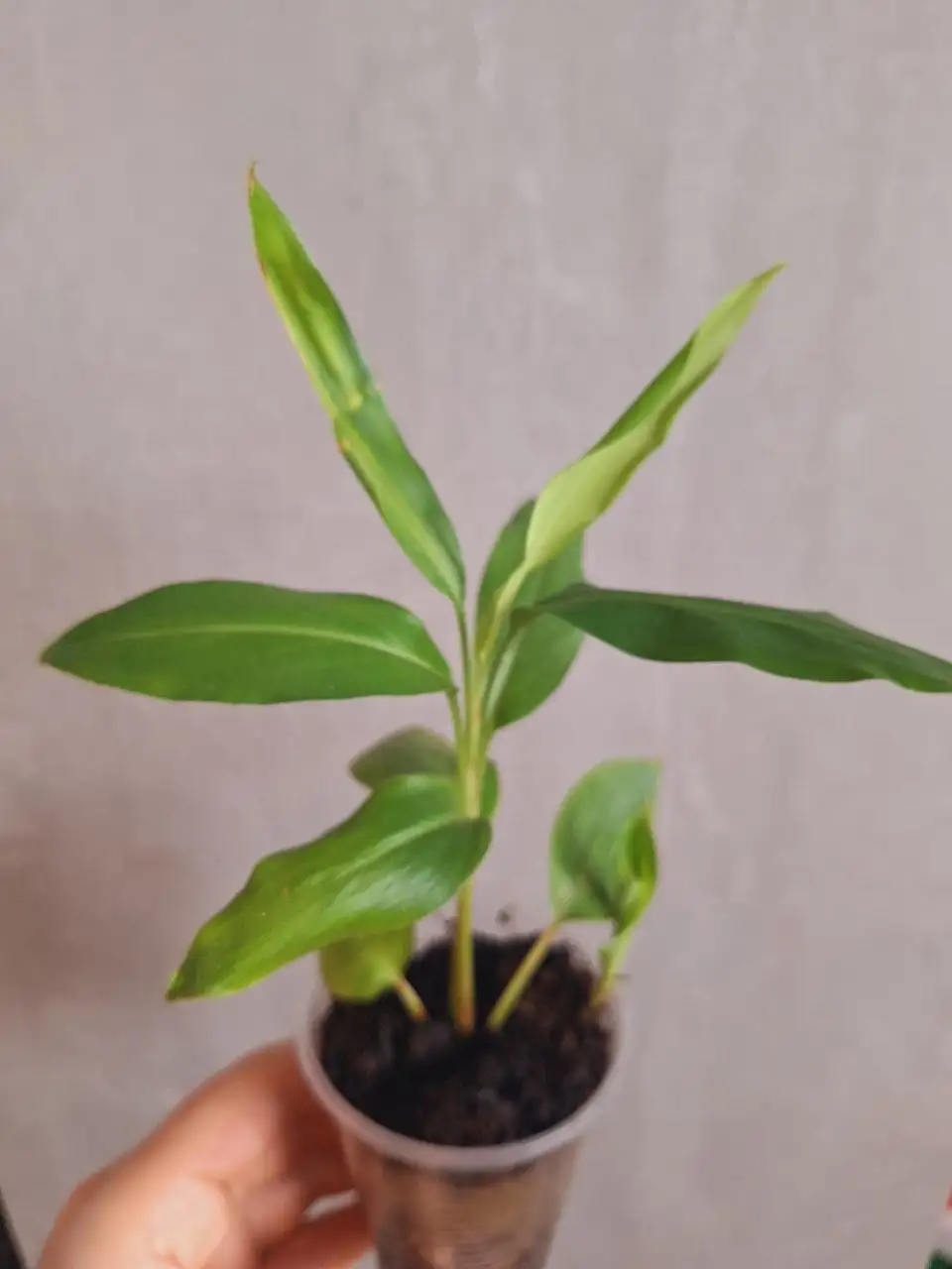 Продажа черенков растений - Растения (Хобби и отдых) в Уфа