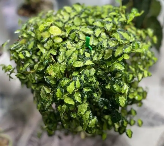 Продажа черенков растений - Растения (Хобби и отдых) в Уфа