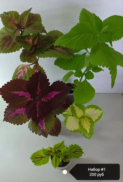 Наборы колеусов разных сортов в Сипайлово - Туризм и отдых на природе в Уфа