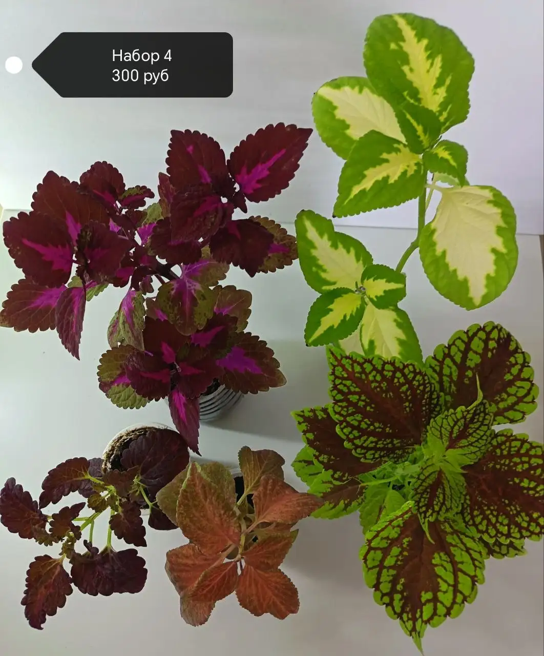 Наборы колеусов разных сортов в Сипайлово - Растения (Хобби и отдых) в Уфа