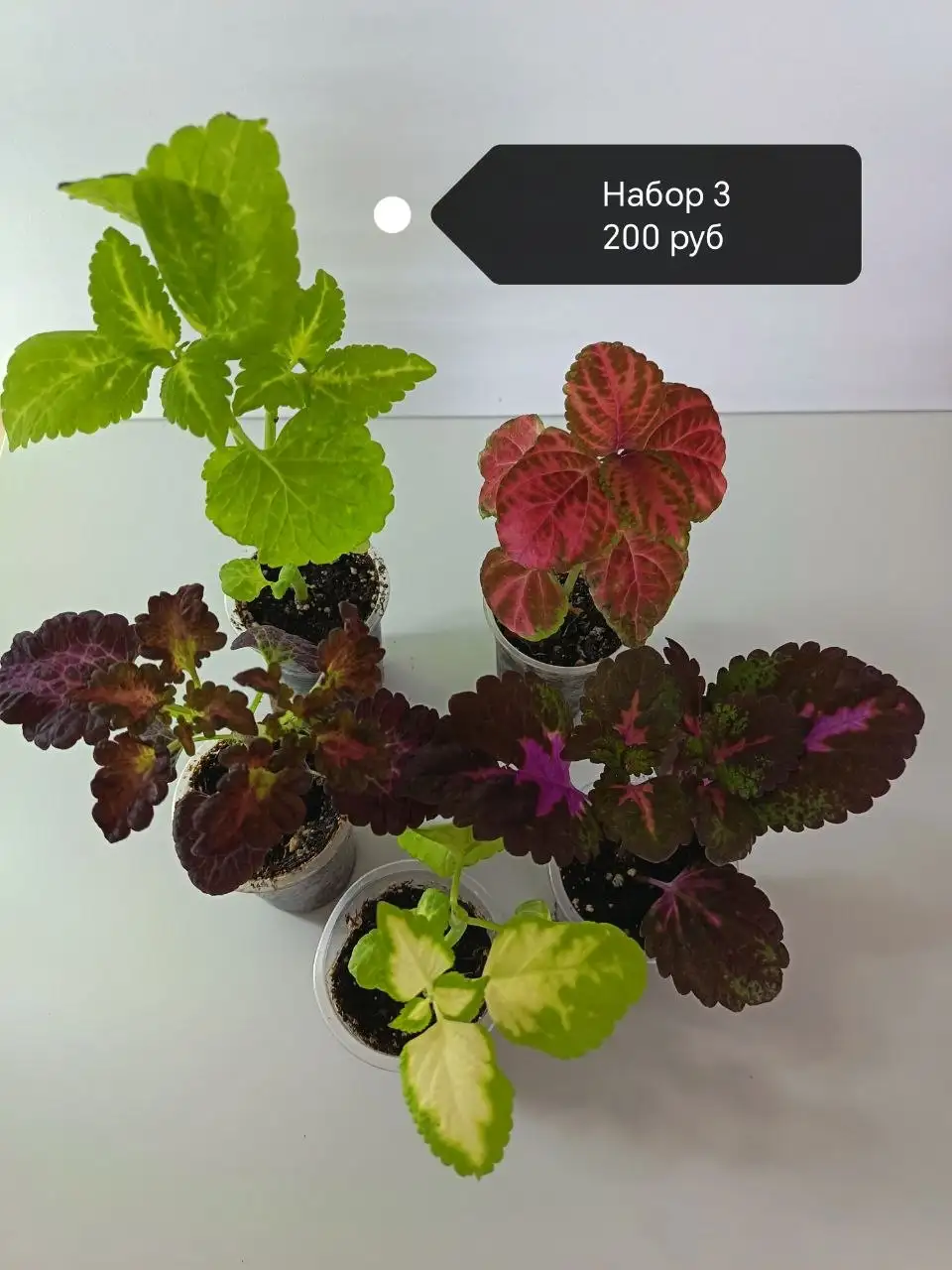 Наборы колеусов разных сортов в Сипайлово - Растения (Хобби и отдых) в Уфа