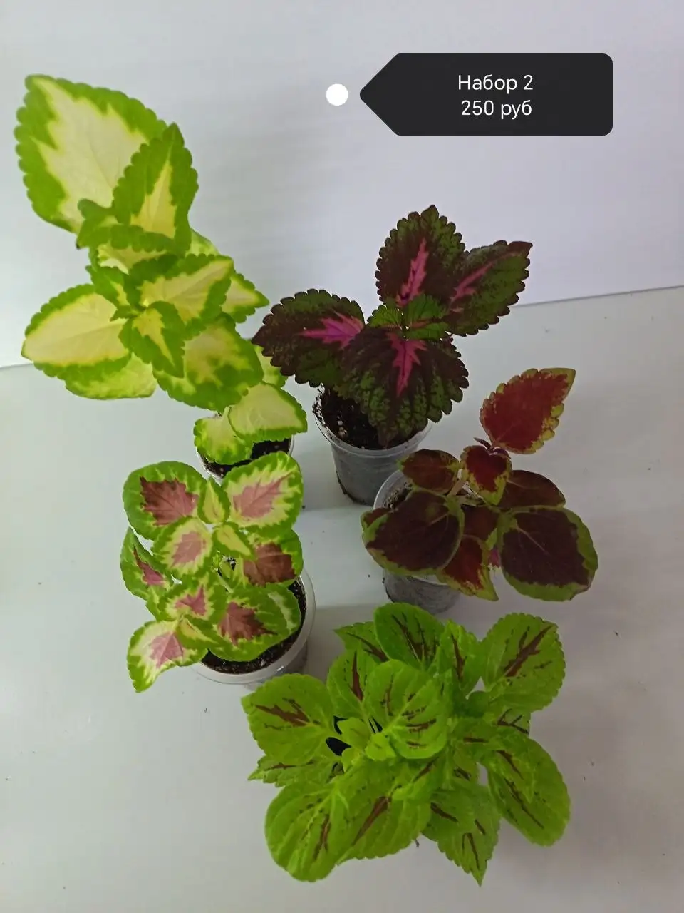 Наборы колеусов разных сортов в Сипайлово - Растения (Хобби и отдых) в Уфа