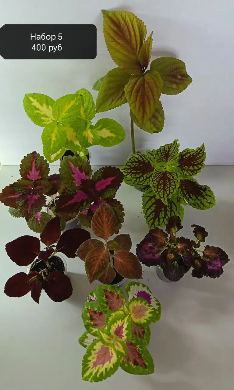 Наборы колеусов разных сортов в Сипайлово - Растения (Хобби и отдых) в Уфа