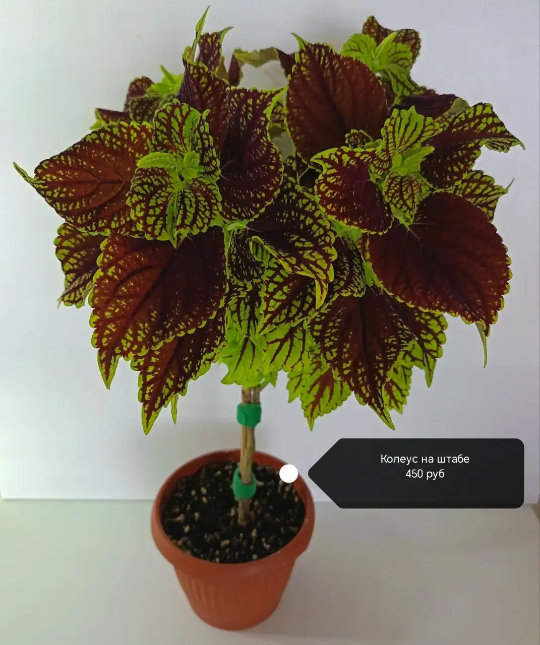 Наборы колеусов разных сортов в Сипайлово - Растения (Хобби и отдых) в Уфа