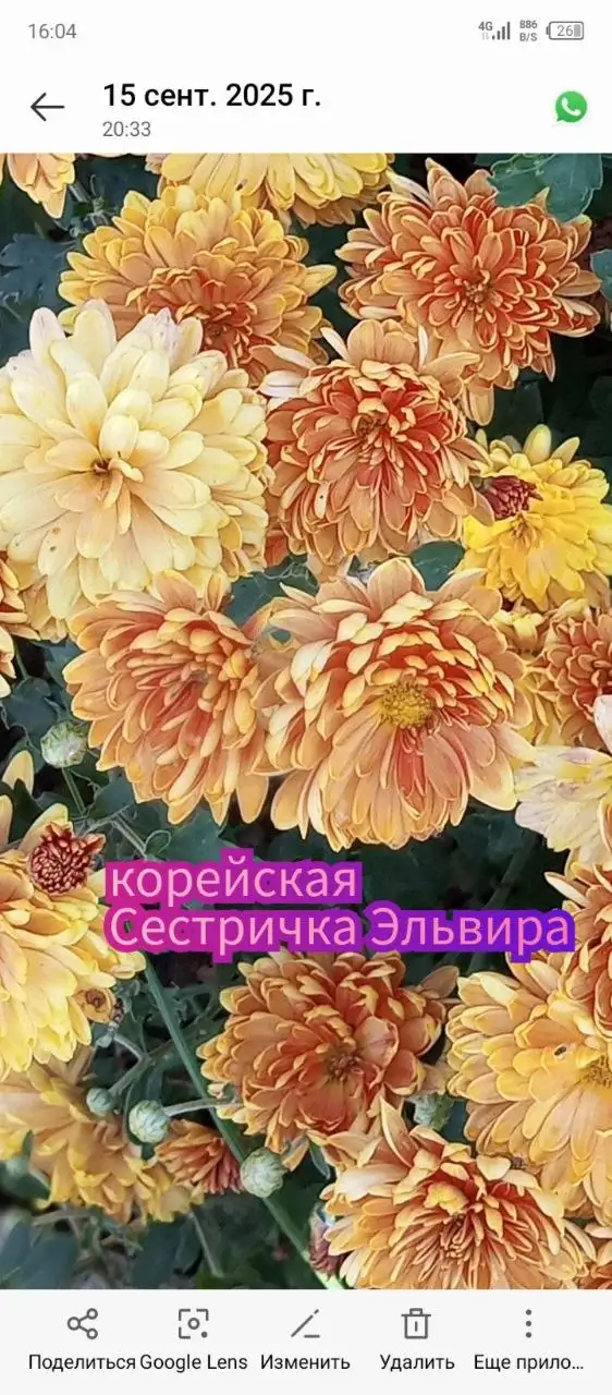 Хризантема корейская в стаканчике 100 мл - Растения (Хобби и отдых) в Уфа