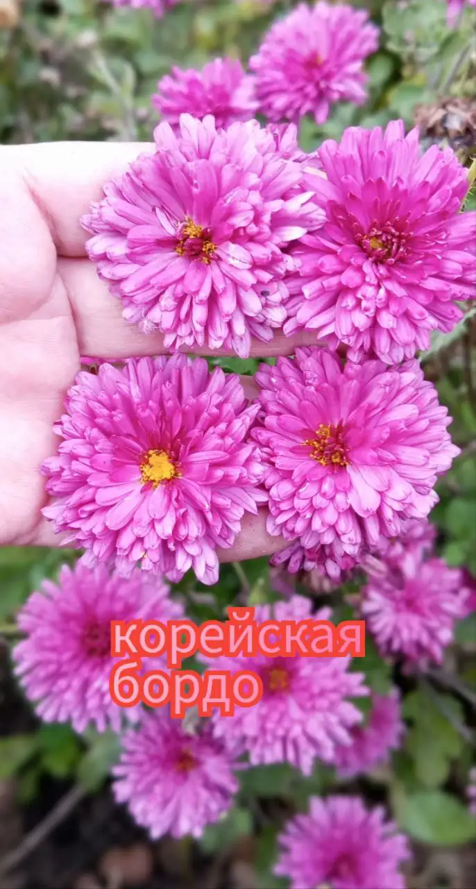 Хризантема корейская в стаканчике 100 мл - Растения (Хобби и отдых) в Уфа