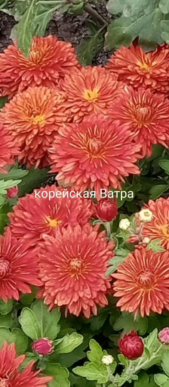 Хризантема корейская в стаканчике 100 мл - Растения (Хобби и отдых) в Уфа