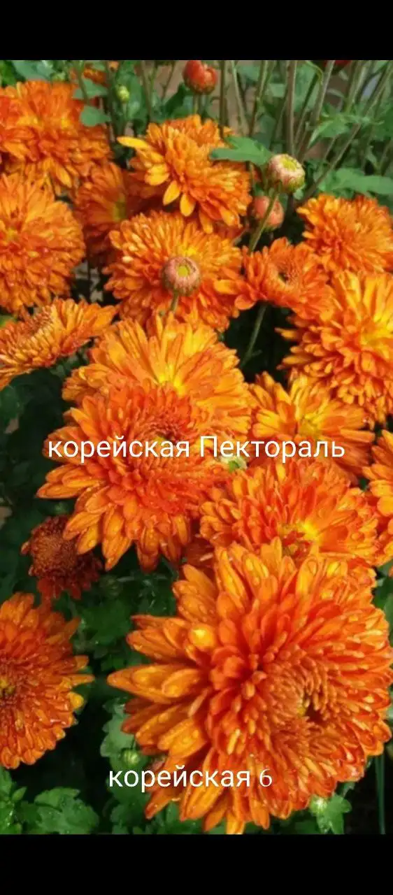 Хризантема корейская в стаканчике 100 мл - Растения (Хобби и отдых) в Уфа